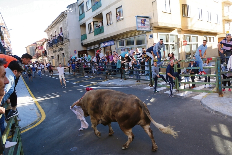 Vitigudino vive ya ‘los Corpus del toro’, la fiesta al máximo exponente