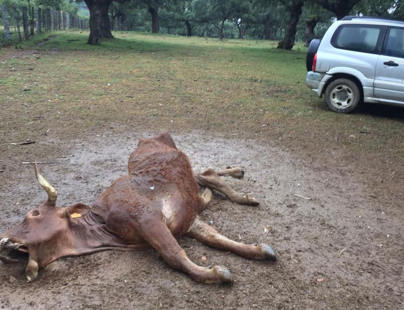 Un nuevo ataque de buitres en Montejo: una vaca y un ternero muertos