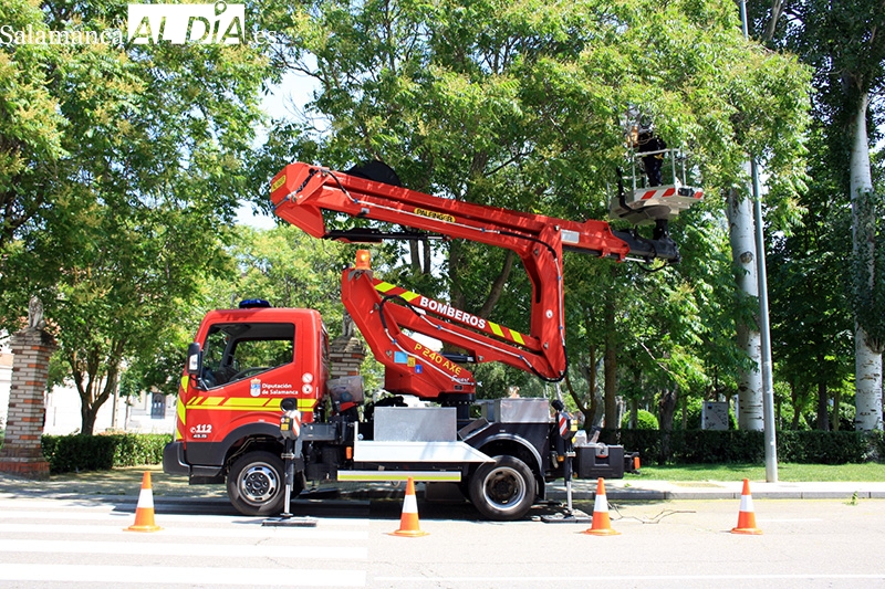 Los Bomberos de la ciudad retiran un enjambre de abejas formado en un árbol junto al parque Los Jardines