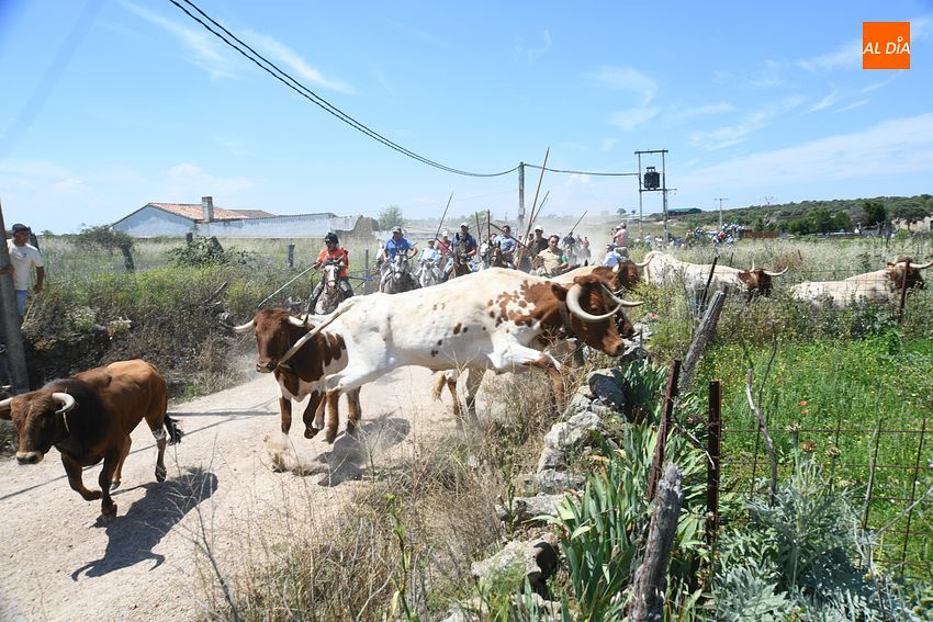 Éxito y puntualidad en el encierro a caballo de Martín de Yeltes