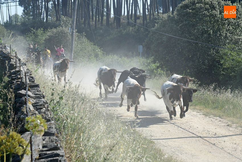 Rápido y puntual encierro a caballo en Robleda con nuevo y exigente recorrido