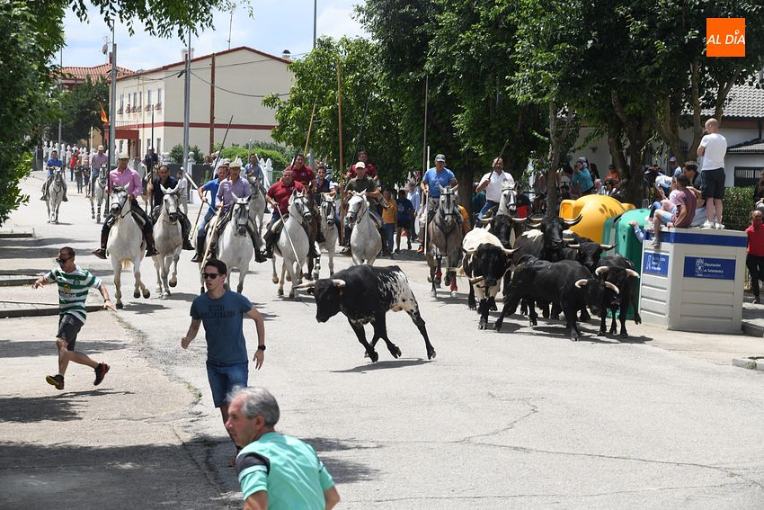 Lucido encierro de campo para terminar el Corpus en La Fuente de San Esteban