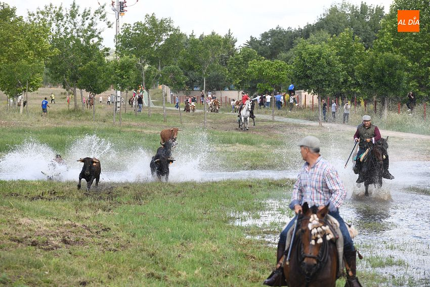 Entretenida carrera de caballos y reses bravas por el cauce del río Gavilanes