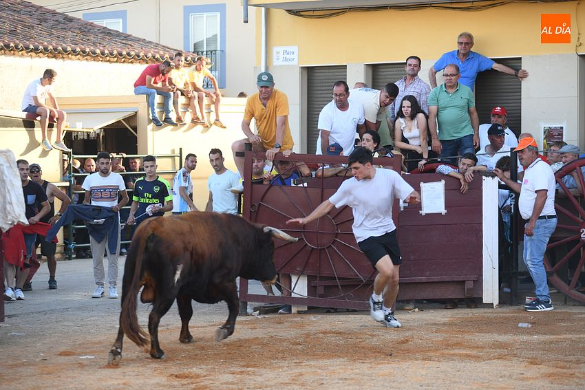  Emoción y gentío en el primer toro del cajón en Martín de Yeltes