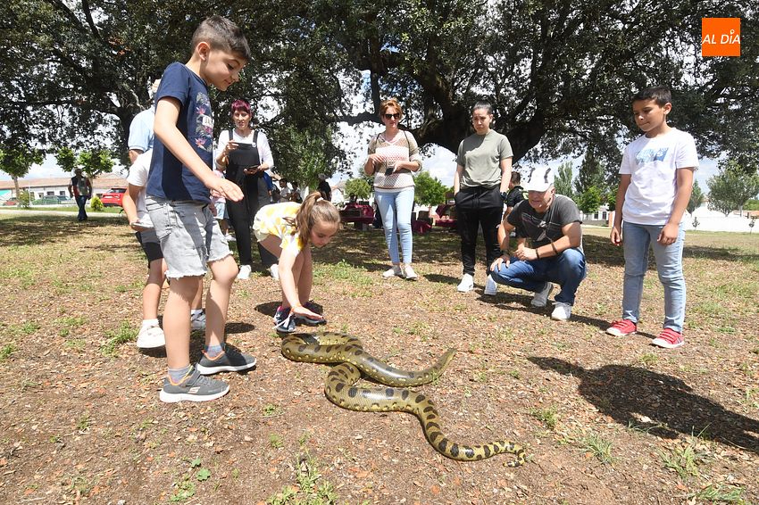Expectación en Campillo de Azaba por la visita de reptiles y rapaces en la zona
