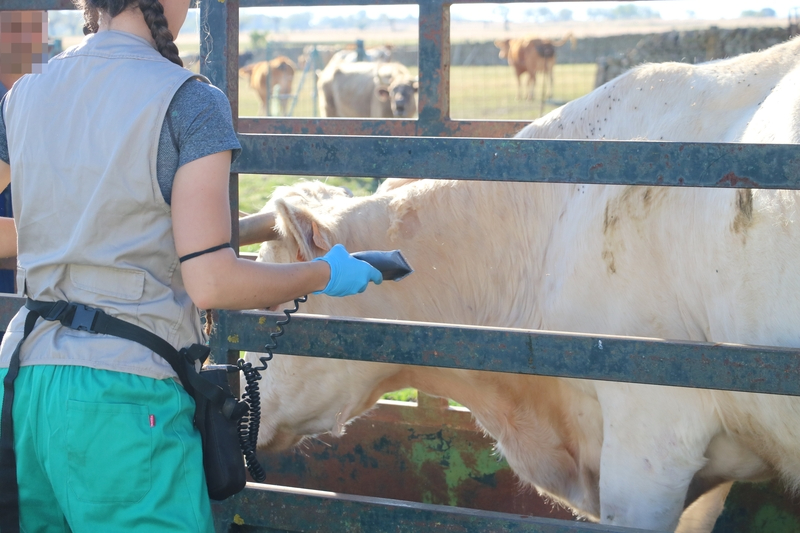 La Junta deja sin efecto su propia norma que permitía el movimiento de ganado 