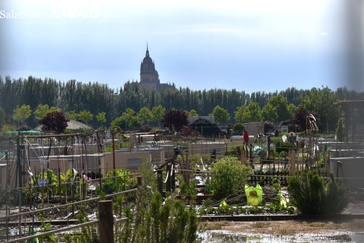 Los Huertos Urbanos, pulmón verde de Salamanca 