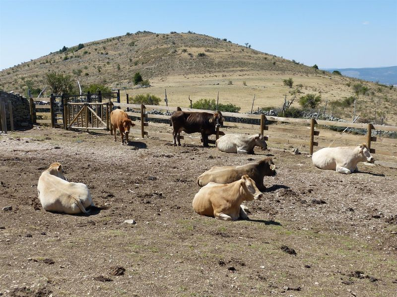 Vox propone en la Eurocámara reformar las normas de la UE sobre la tuberculosis bovina