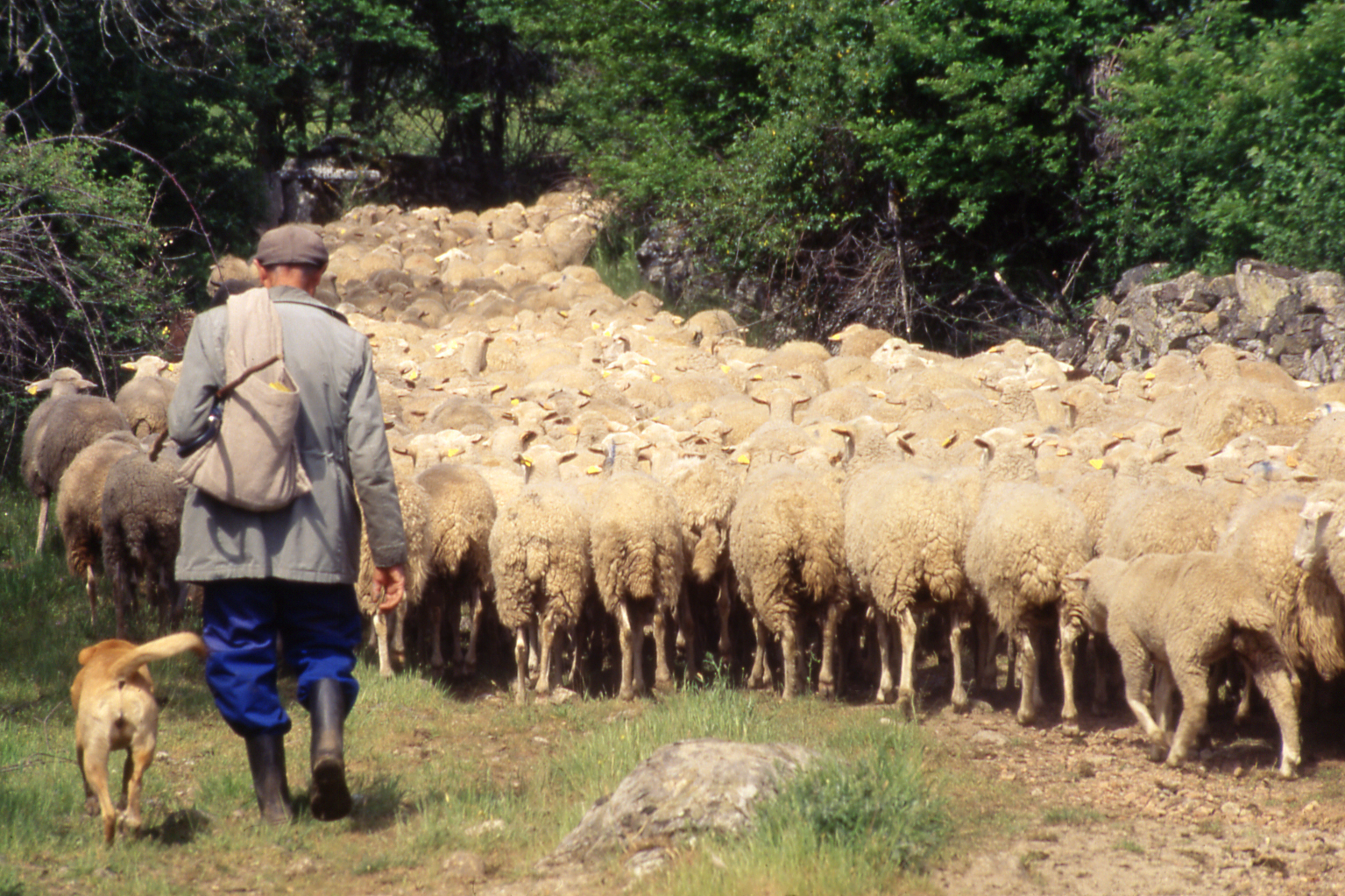 Cañadas, cordeles y veredas 