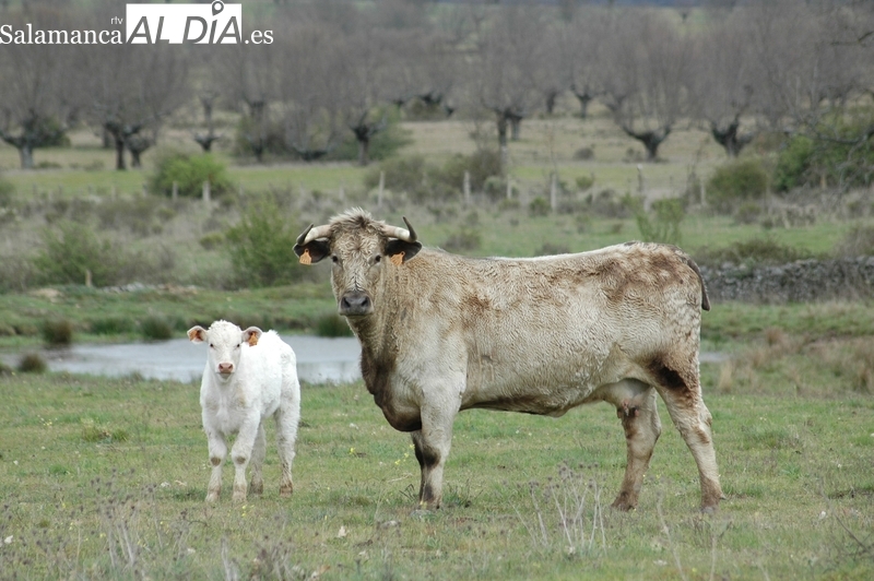 Nuevo récord del precio de la paja mientras el vacuno para sacrificio continúa a la baja
