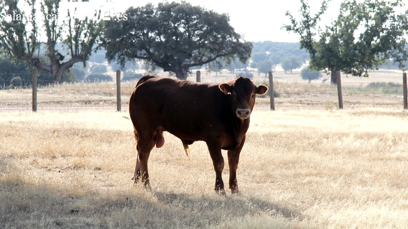 Comienza a cotizar el cereal con precios a la baja mientras la paja sigue sin techo