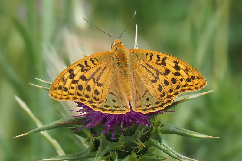 Cuando la delicadeza vuela 