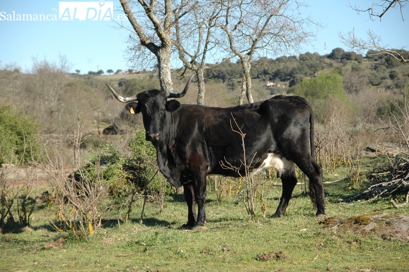 Subida generalizada del cereal con fuerte ‘estirón’ para el maíz
