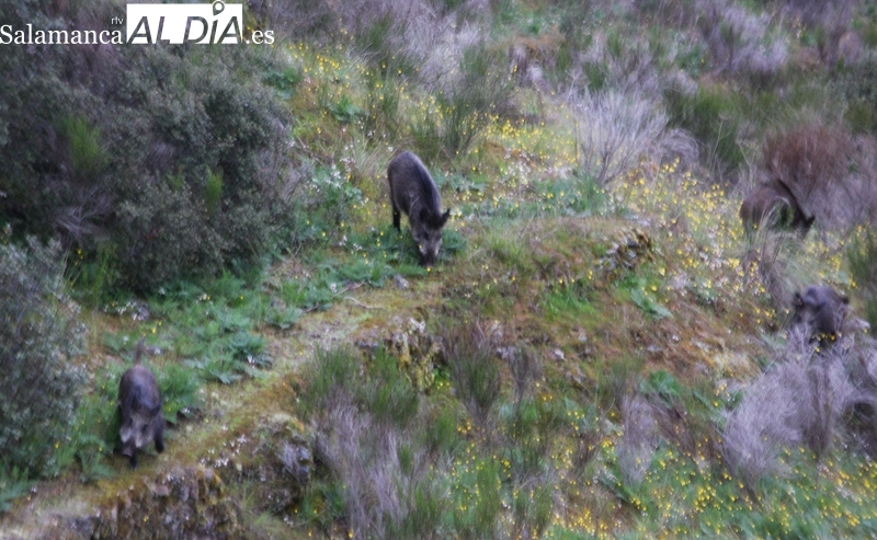 La Consejería de Agricultura y Ganadería pedirá a la de Medio Ambiente que declare la emergencia cinegética también en las zonas de Lumbrales, Ledesma y Guijuelo 