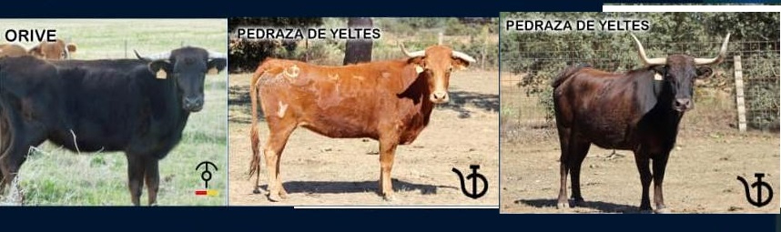 Un encierro de vacas, gran novedad de la celebración de San Cristóbal en La Fuente de San Esteban