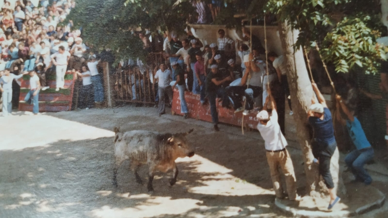 A la plaza de Villarino le arrancaron su árbol, su historia