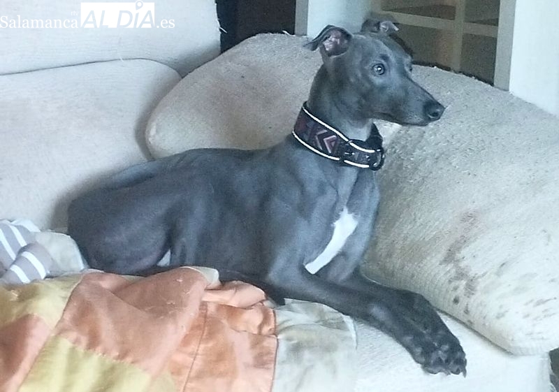 Ofrecen recompensa por recuperar este perro, desparecido cerca del mirador de San José