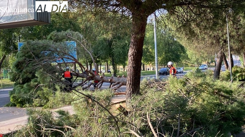La caída de un pino de grandes dimensiones provoca el corte de tráfico de la avenida Torrente Ballester