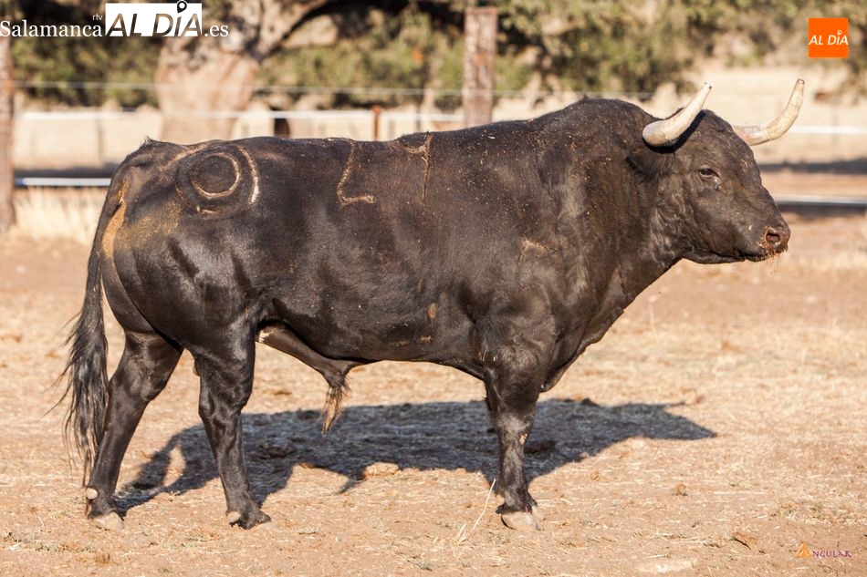 Montalvo lidiará en la próxima Feria de San Antolín en Palencia