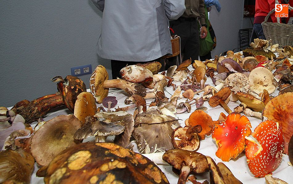 La Biblioteca de Biología y Biotecnología de la Universidad de Salamanca pone en marcha el proyecto Reino Fungi