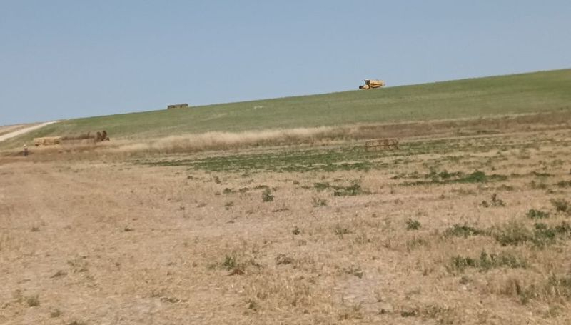 Otro problema para los agricultores salmantinos: Los campos de secano se están llenando de malas hierbas