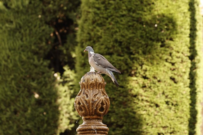 La reina de la ciudad
