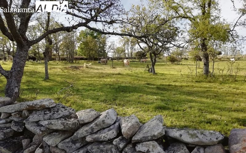 El día 26 de julio se inician los trabajos de investigación de propiedades para la concentración parcelaria de Lumbrales