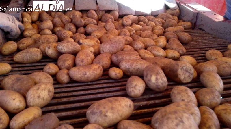 Preocupación en el campo por los precios bajos de la patata en origen que se quintuplican en el supermercado