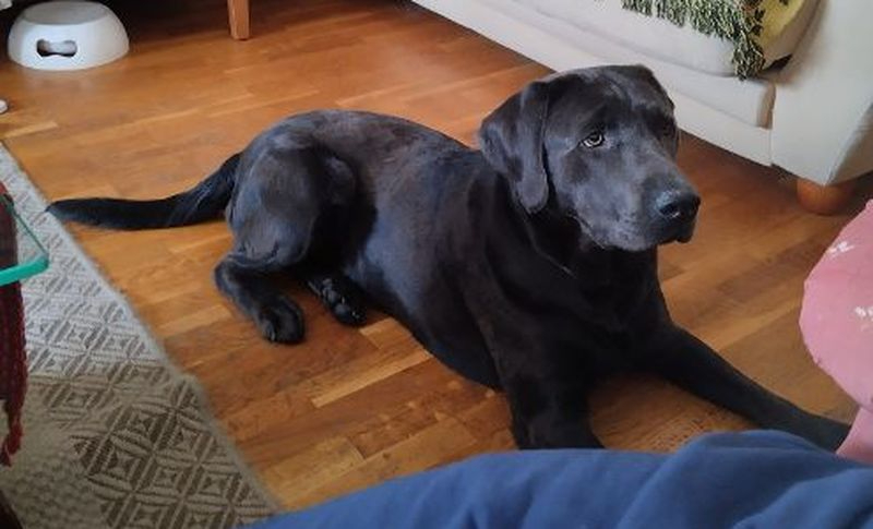 Piden ayuda para localizar a este perro perdido en la autovía A-50, a la altura de la urbanización Aldebarán