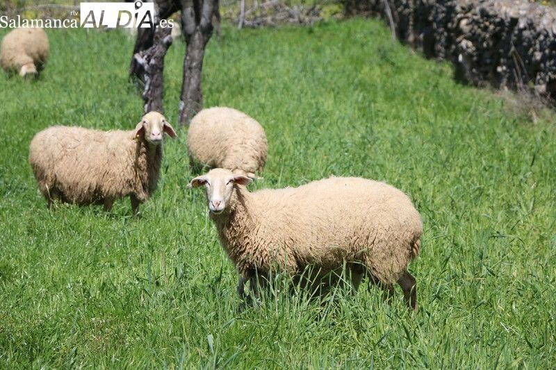 UPA-COAG reclama al Gobierno regional que ponga al servicio del sector los veterinarios oficiales para vacunar contra la lengua azul