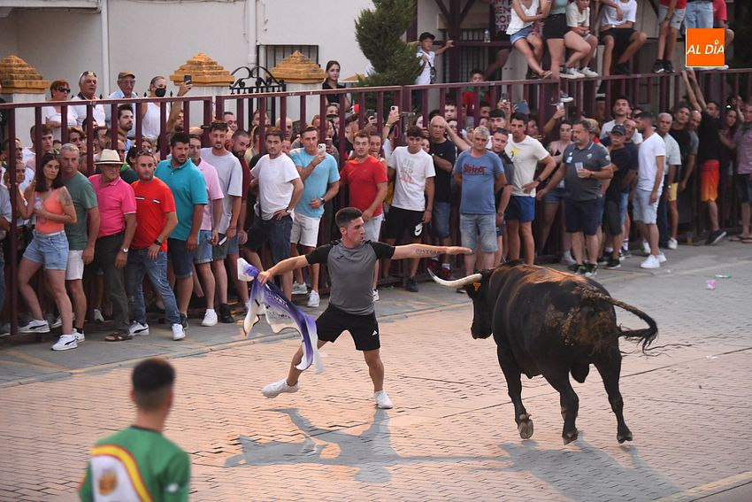 toro en Moraleja- fiestas san buenaventura moraleja