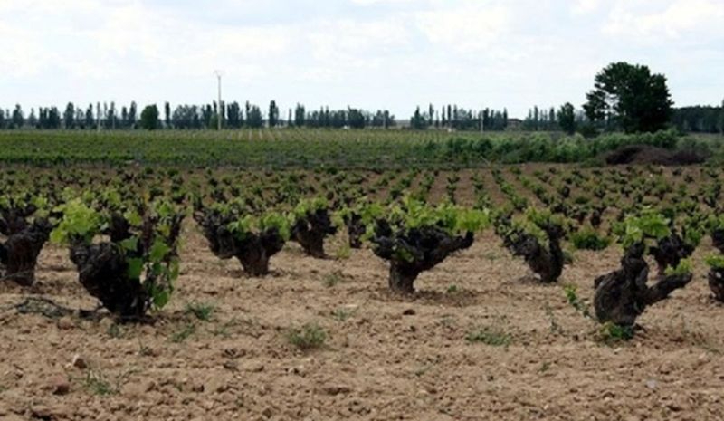 La Junta de Castilla y León convoca las ayudas de promoción de vino en terceros países