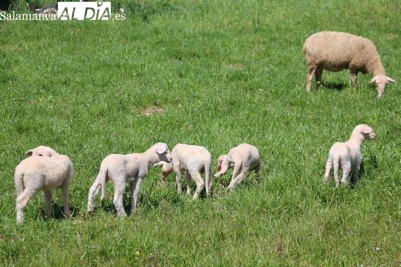 Fuerte subida del centeno y ligera bajada para el vacuno de cebo