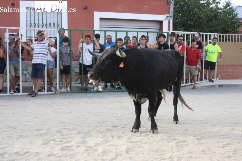Gran ambiente festivo y protagonismo de los cabestros en el primer encierro en Babilafuente