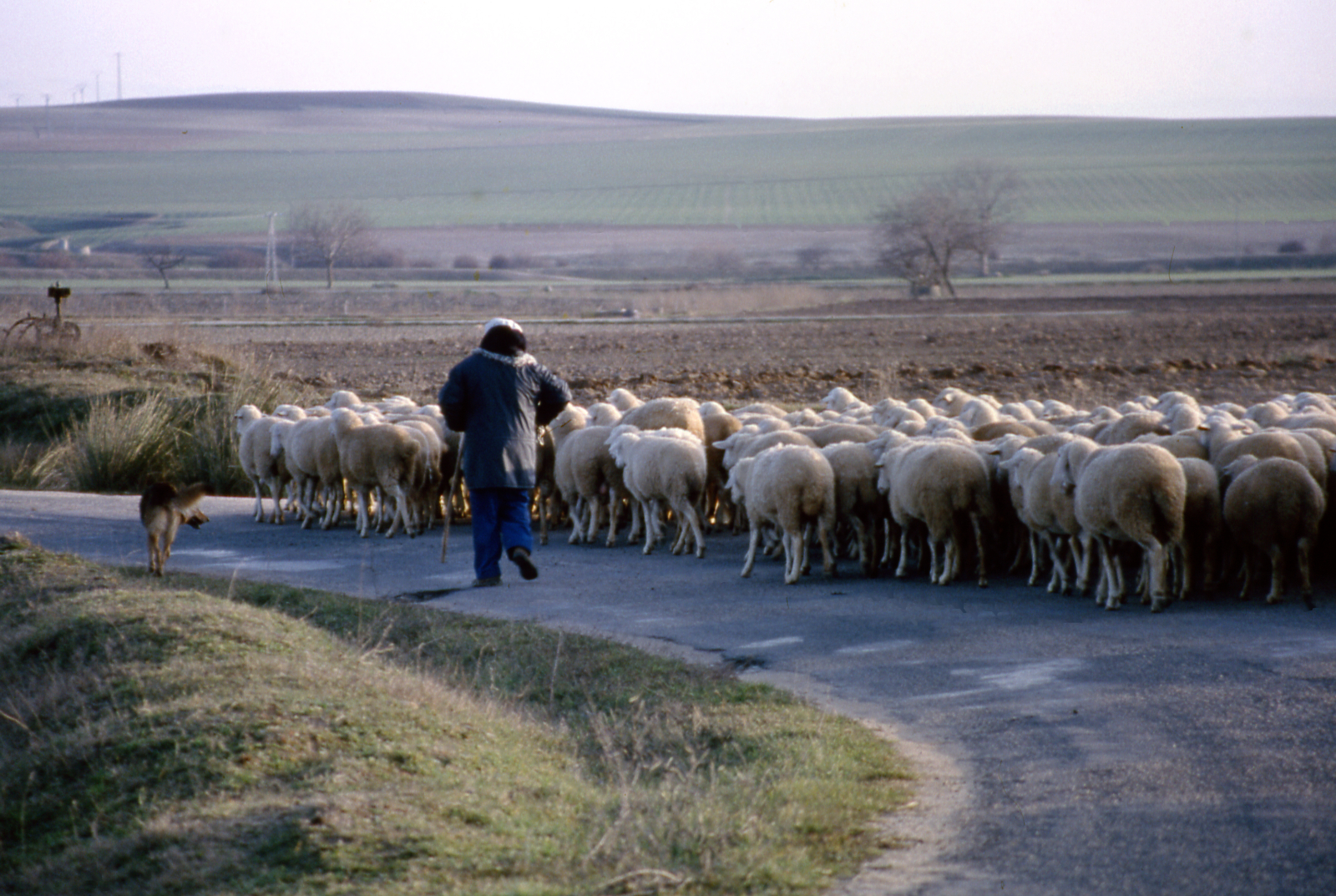 Que apellatur merinus 