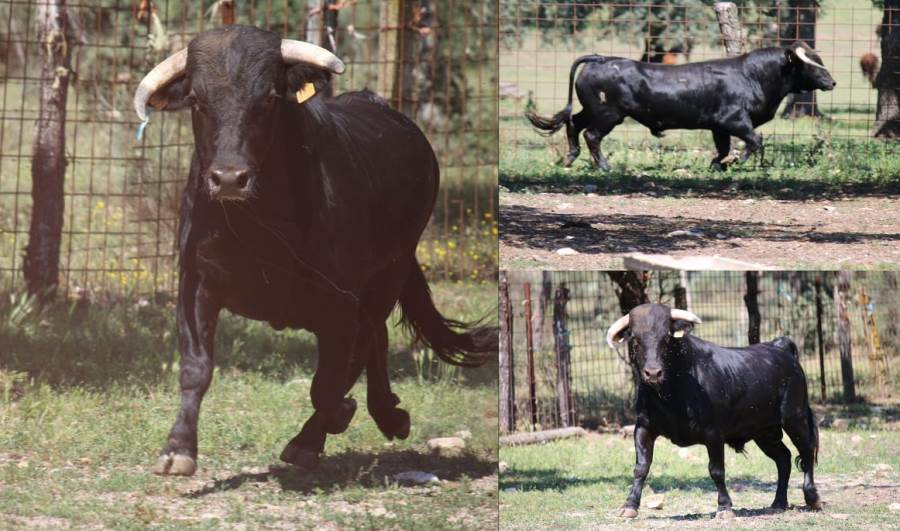 ‘Perico’ ejercerá en la noche sabatina como Toro del Cajón en las fiestas de Serradilla del Llano