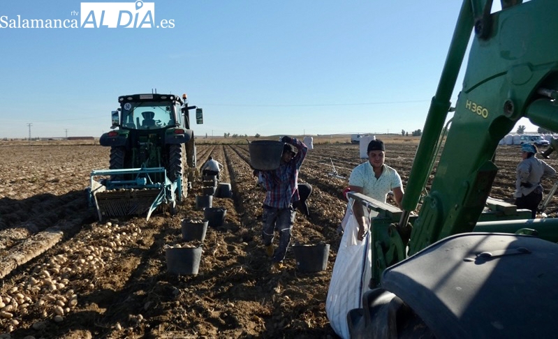 Estamos sacando patata como nunca, pero todo para otros países. La duda esta en el futuro y el abastecimiento del mercado nacional