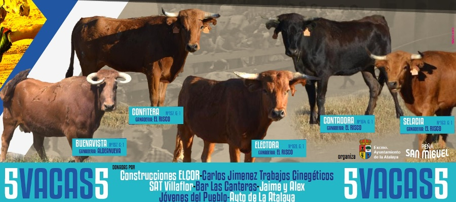 La Atalaya recupera tras más de 40 años las vacas en sus fiestas