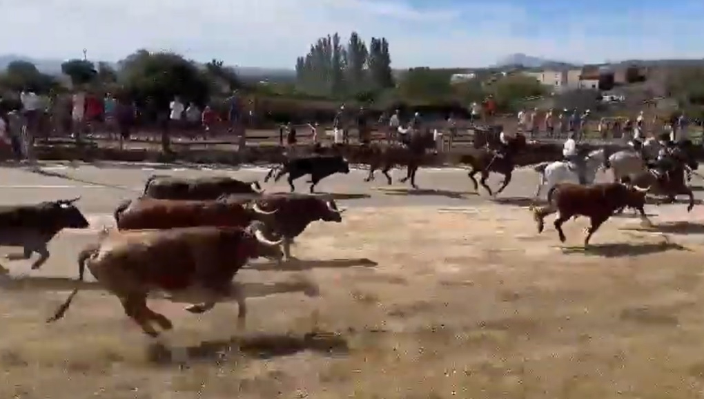 Los caballistas debutan como charros en el compacto primer encierro de Fuenteguinaldo