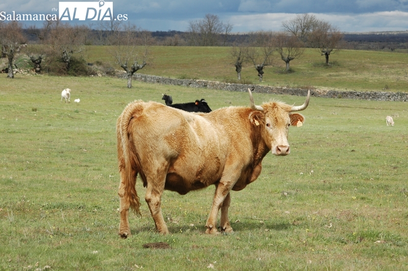 Jornada de transición ante la llegada de Salamaq con nueva subida de los lechazos
