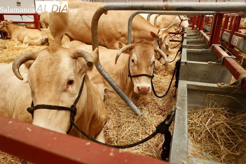 Unión por la Ganadería anima a las empresas a no participar en los actos políticos de Salamaq  