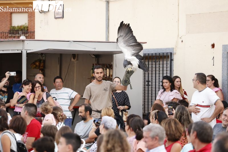 Calzada de Valdunciel no se pierde la exhibición de cetrería
