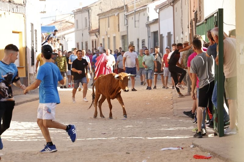 Gran ambiente en el encierro urbano de Calzada de Valdunciel
