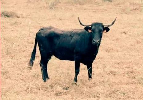 Navasfrías iniciará el lunes su potente Semana Cultural con actividades de todo tipo