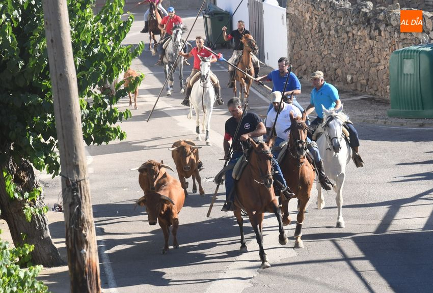 Vistoso encierro a caballo en Fuentes de Oñoro