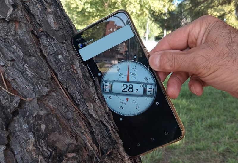El motivo por el que el Ayuntamiento ha retirado este árbol en el barrio de Garrido