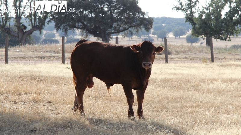 Inestabilidad en el cereal y subida del precio de las terneras en medio de los preparativos de Salamaq