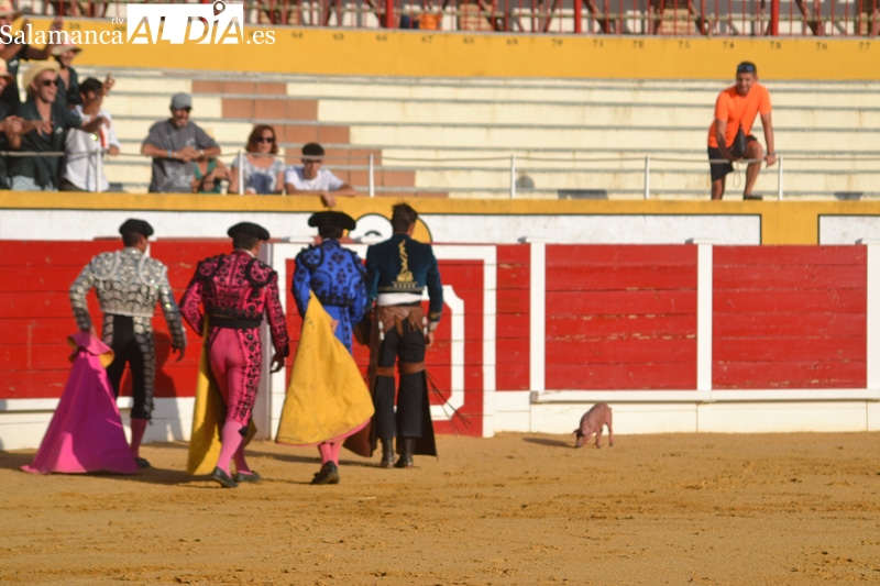 PeC denuncia una situación de maltrato animal por la suelta de un cerdo en la novillada