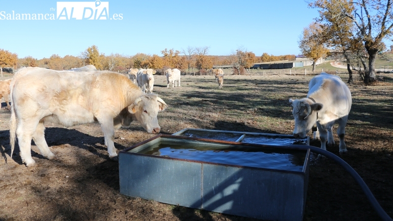 Se frena la especulación en el cereal y comienza agosto con bajadas