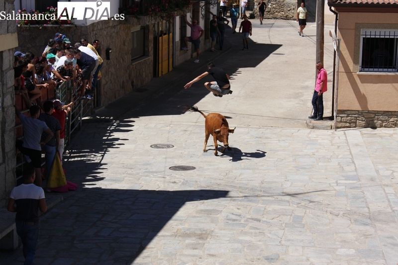 Un encierro de vaquillas aumenta la emoción en las fiestas en Peralejos de Abajo